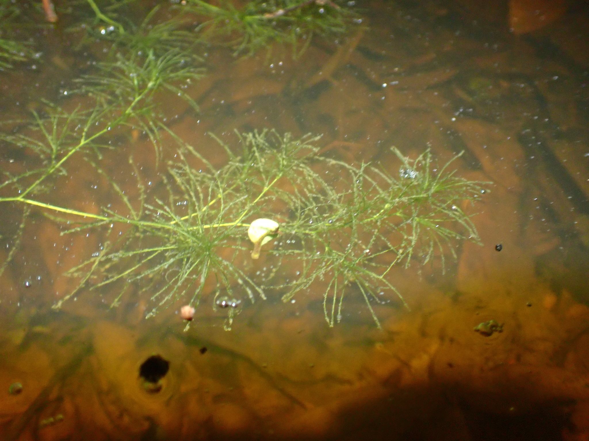 Najas graminea