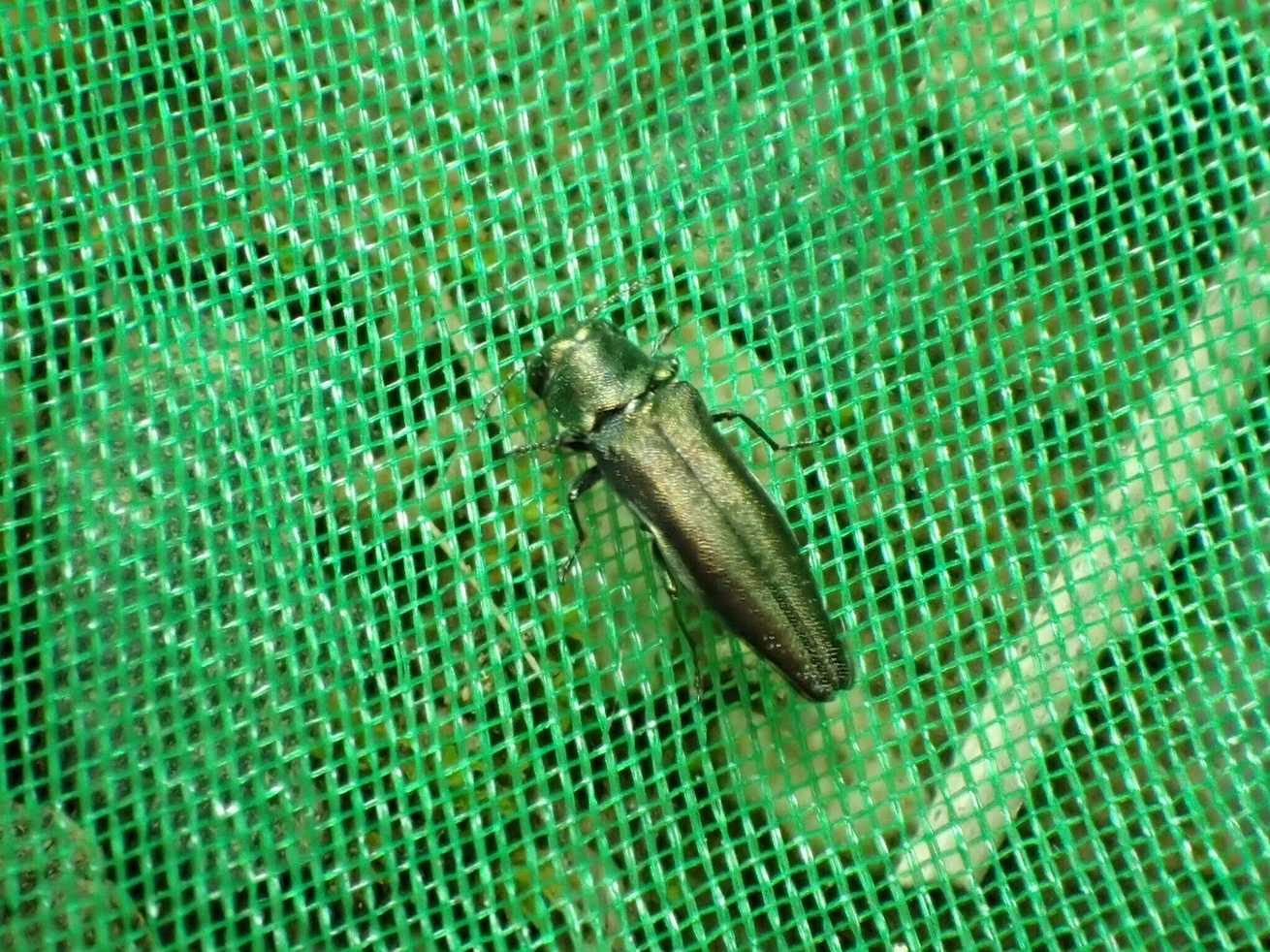 Agrilus subrobustus