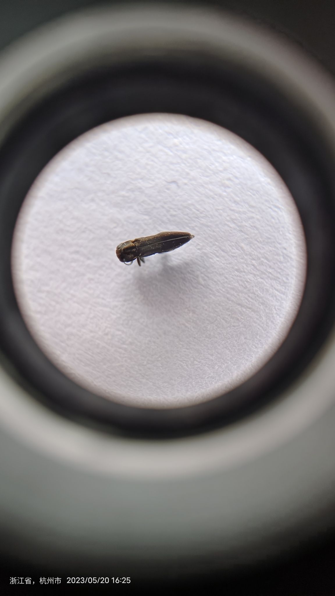 Agrilus subrobustus