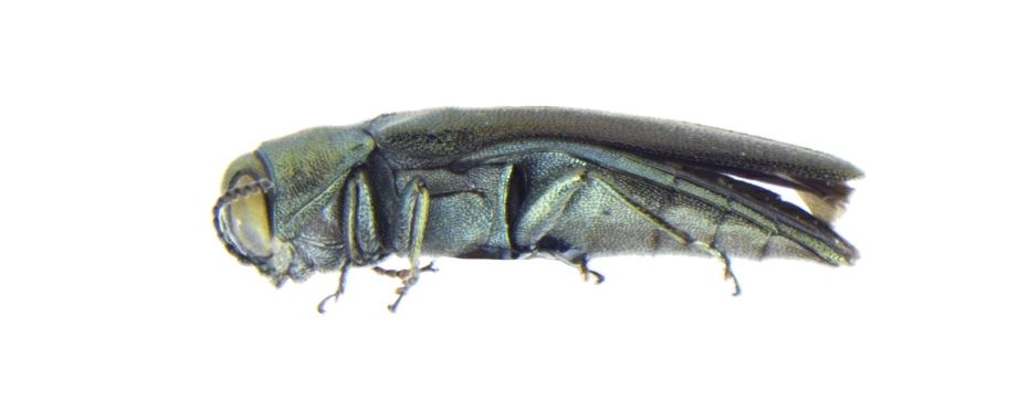 Agrilus subrobustus