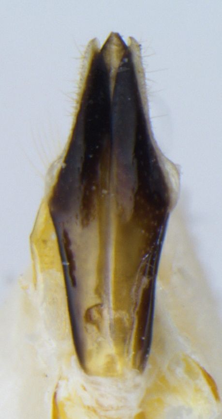 Agrilus subrobustus