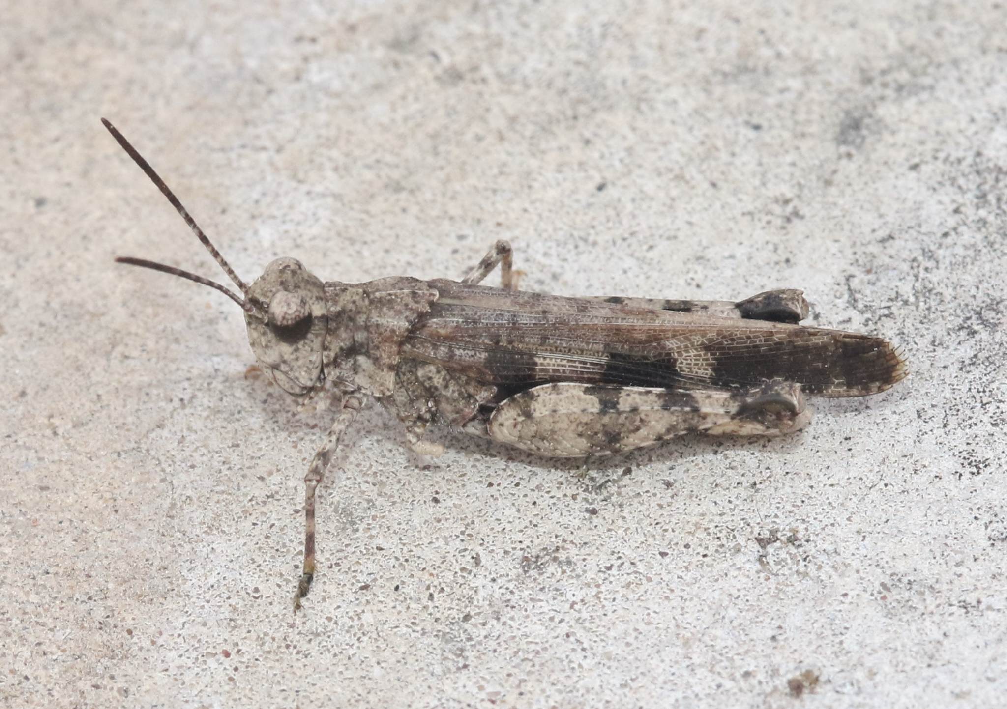 Nebulatettix subgracilis