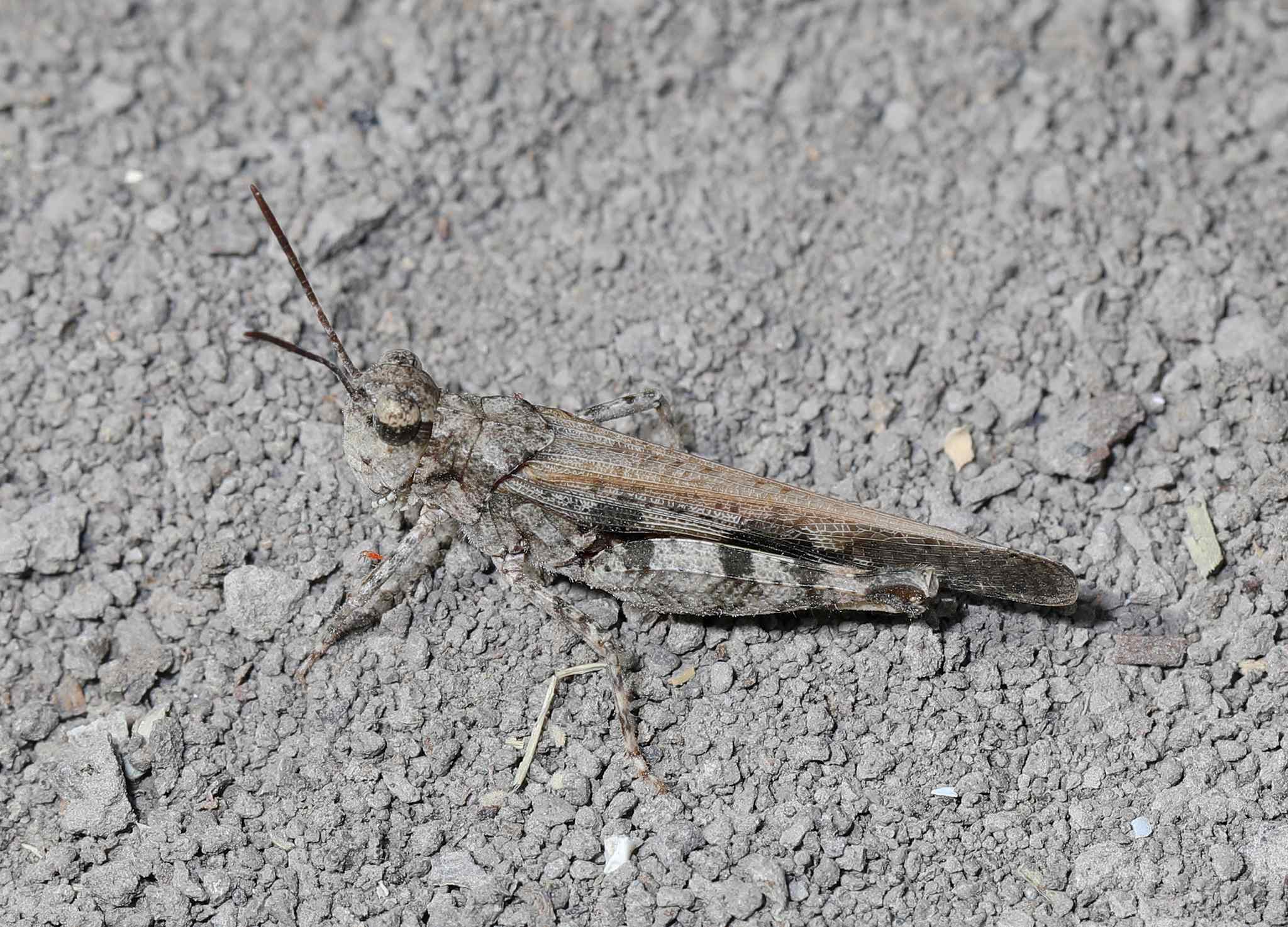 Nebulatettix subgracilis
