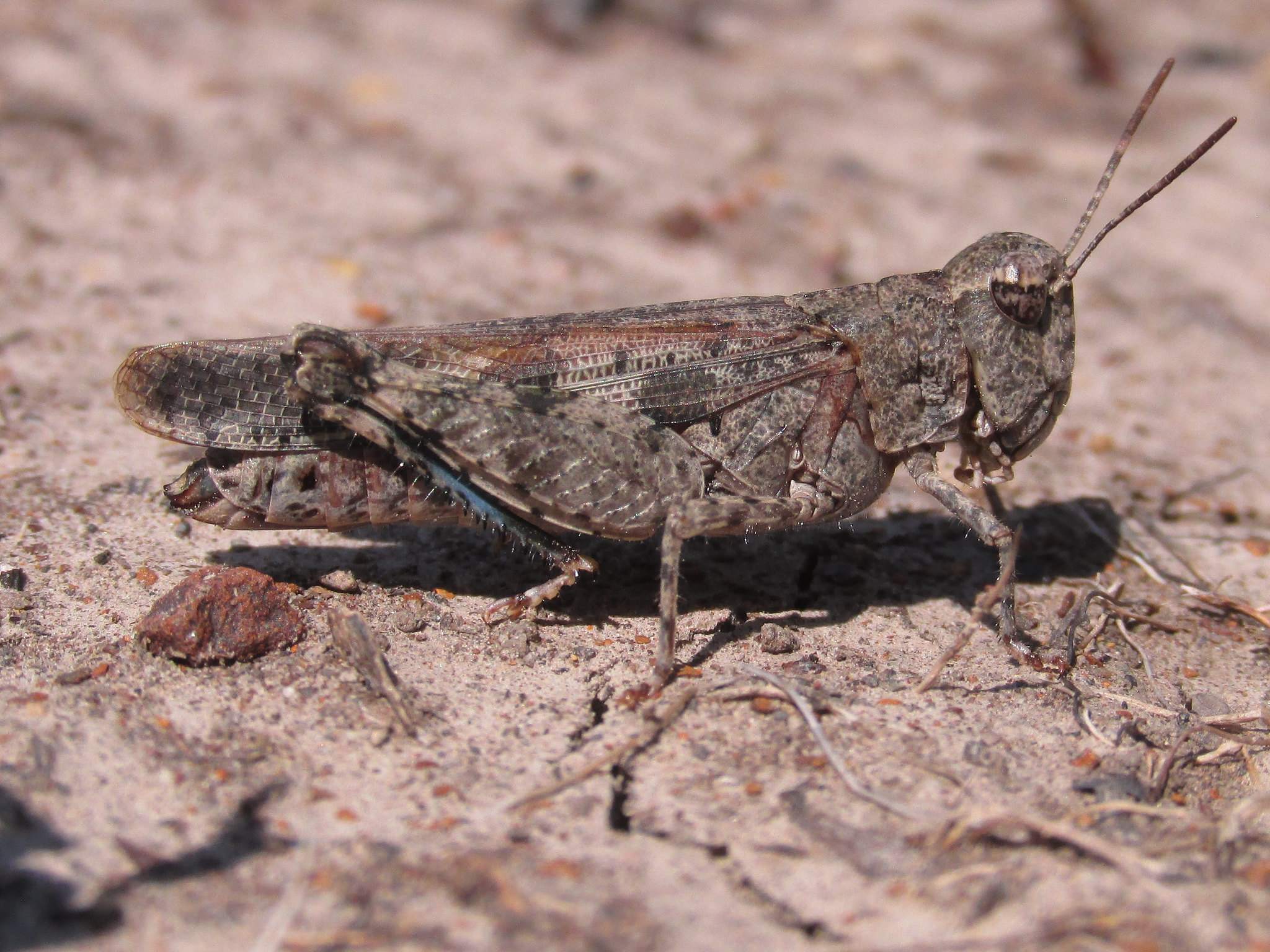 Nebulatettix subgracilis