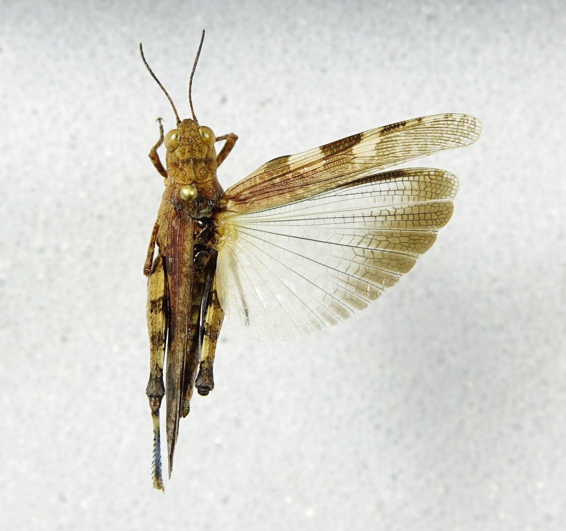 Nebulatettix subgracilis