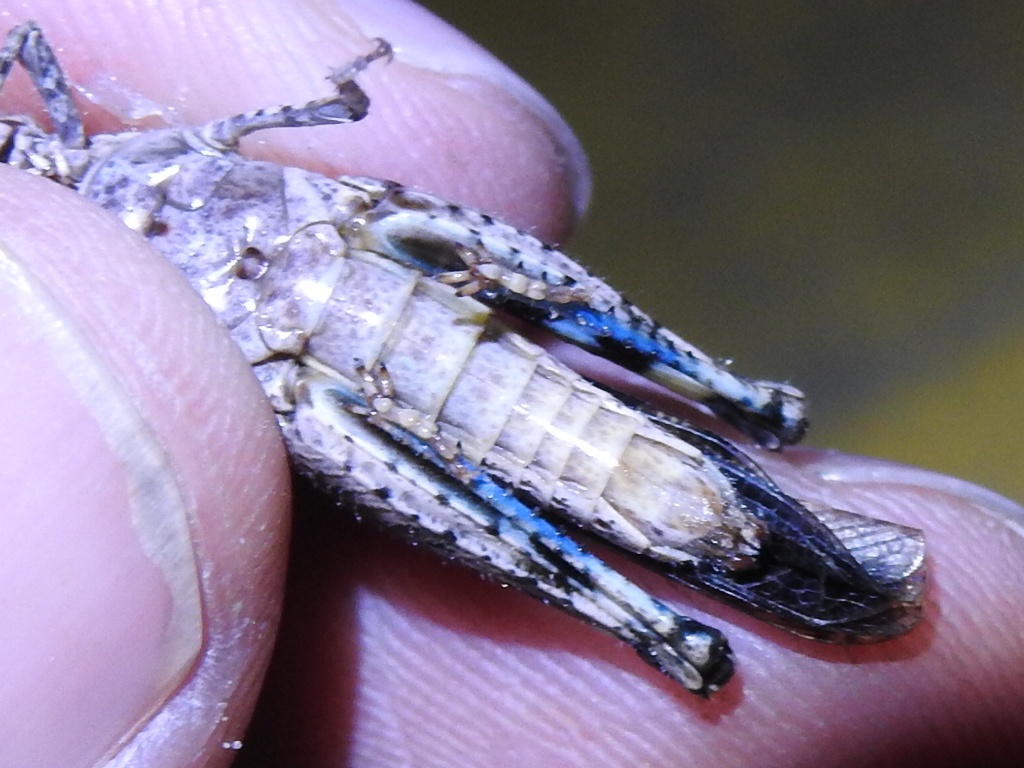 Nebulatettix subgracilis