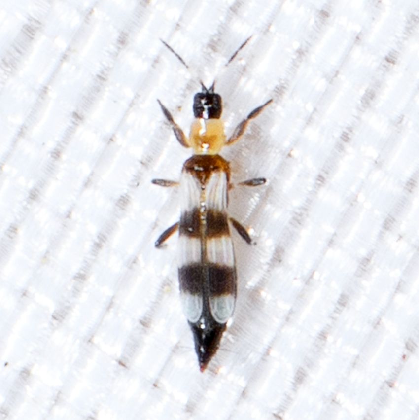 Aeolothrips collaris