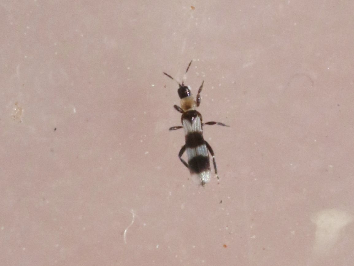 Aeolothrips collaris