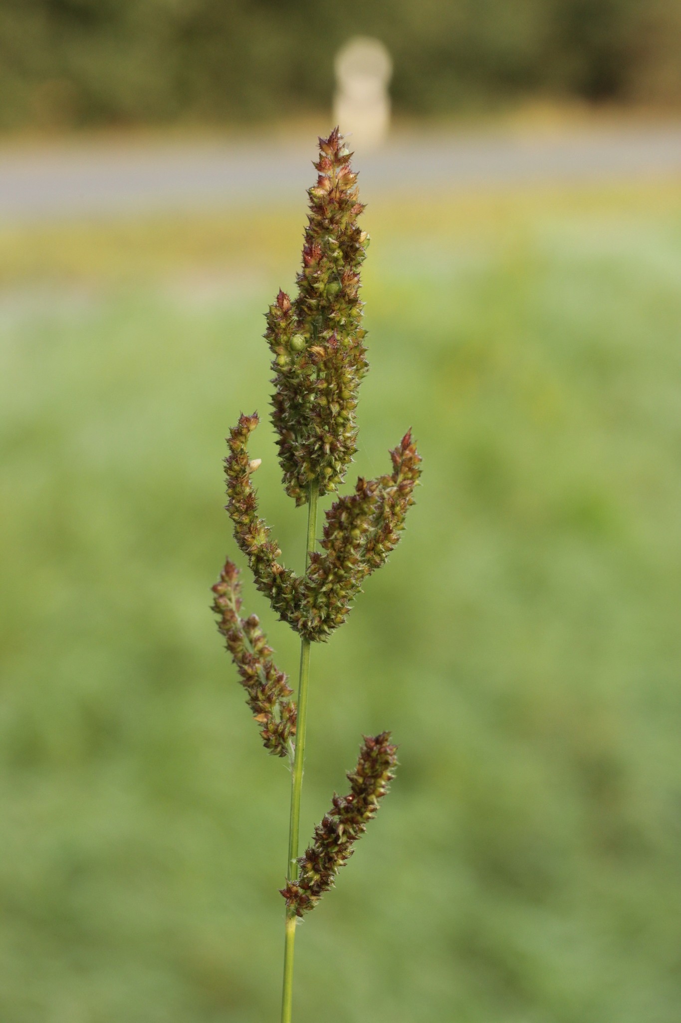 Moesziomyces bullatus