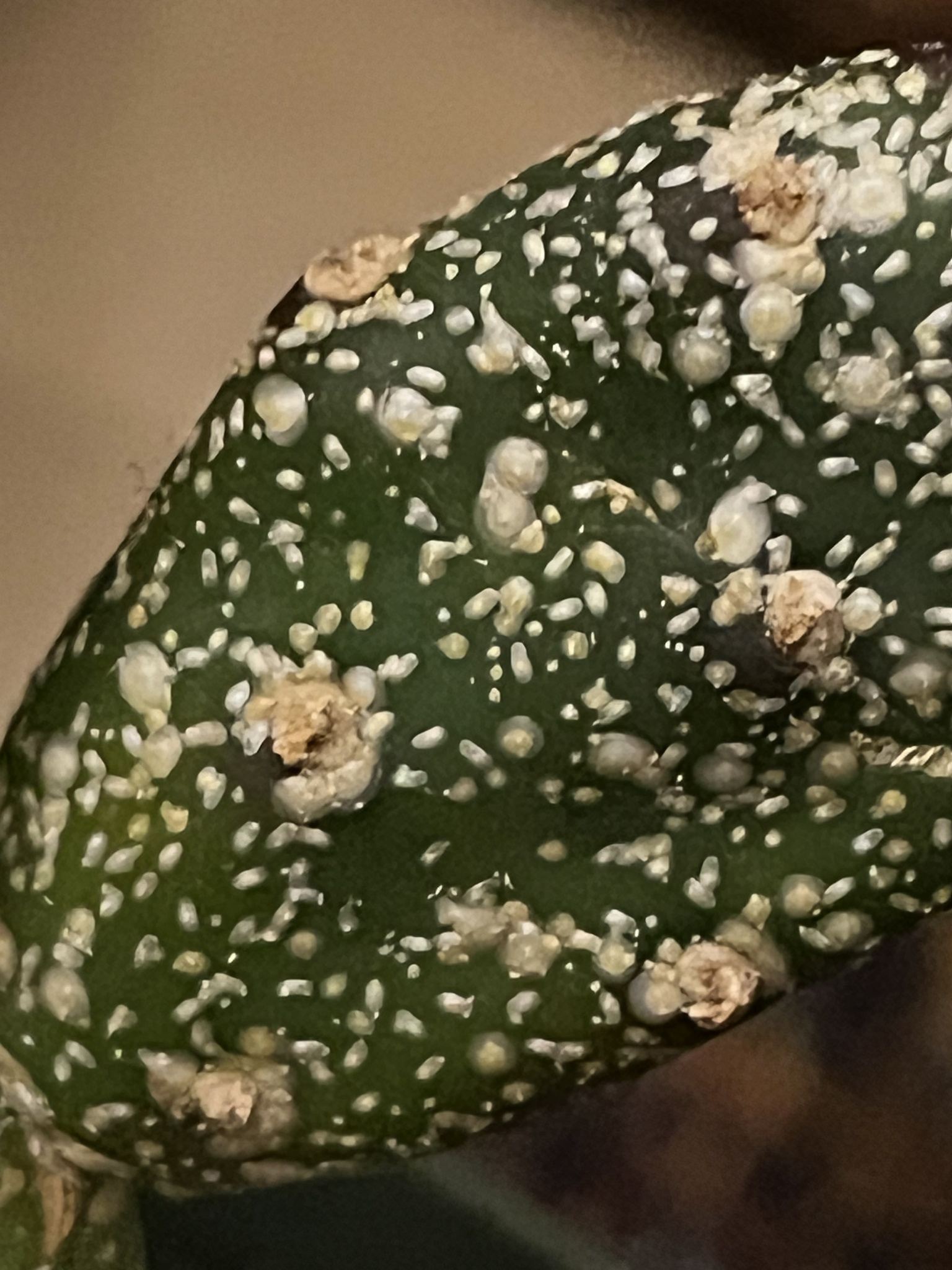 Hemiberlesia cyanophylli