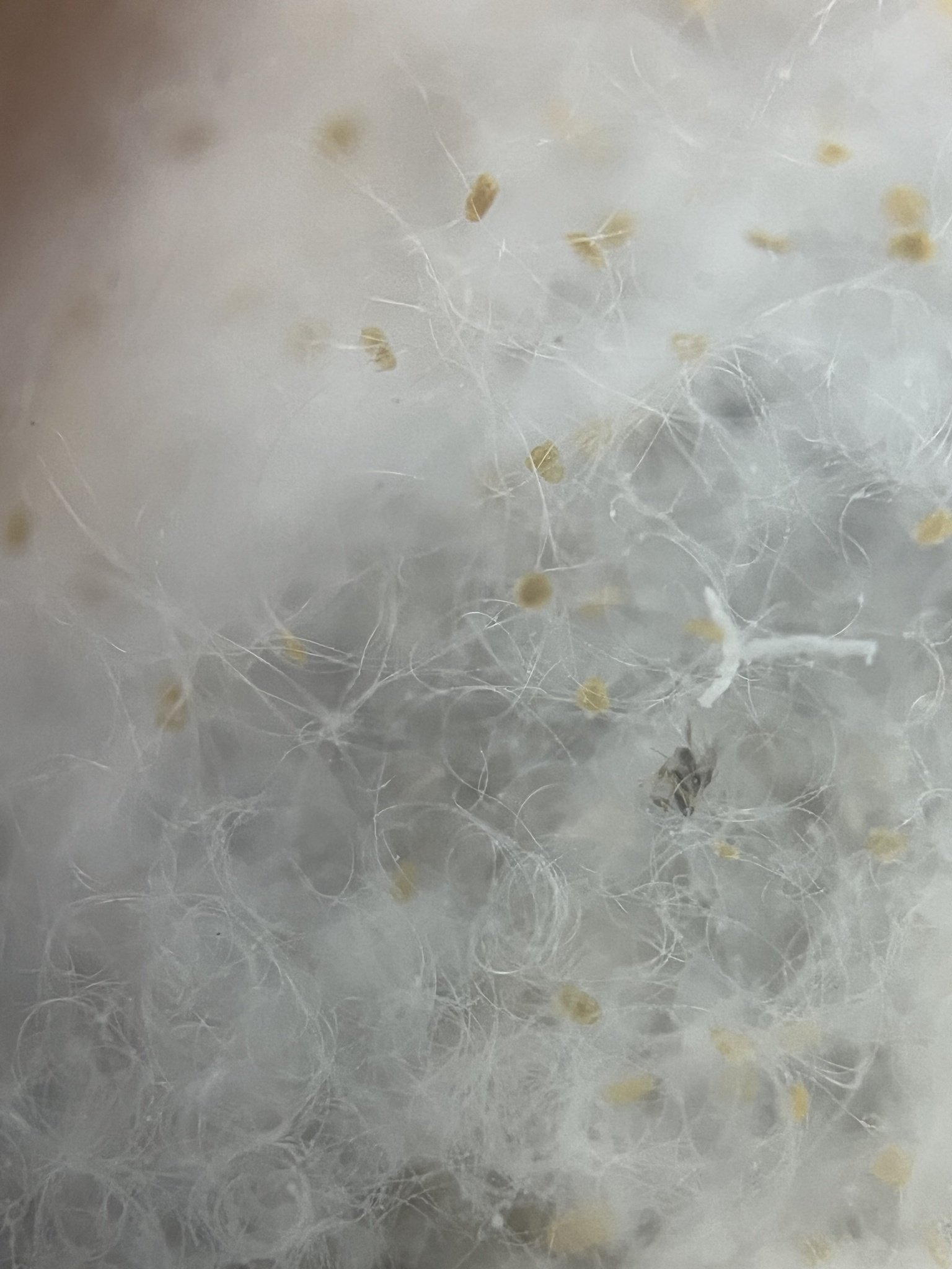 Hemiberlesia cyanophylli