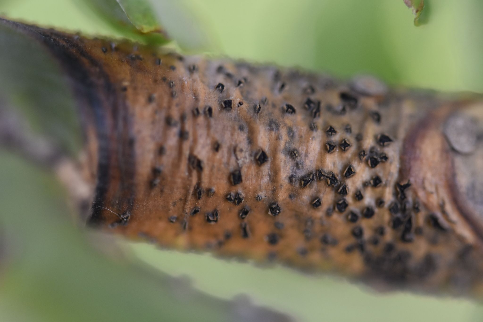 Didymella glomerata