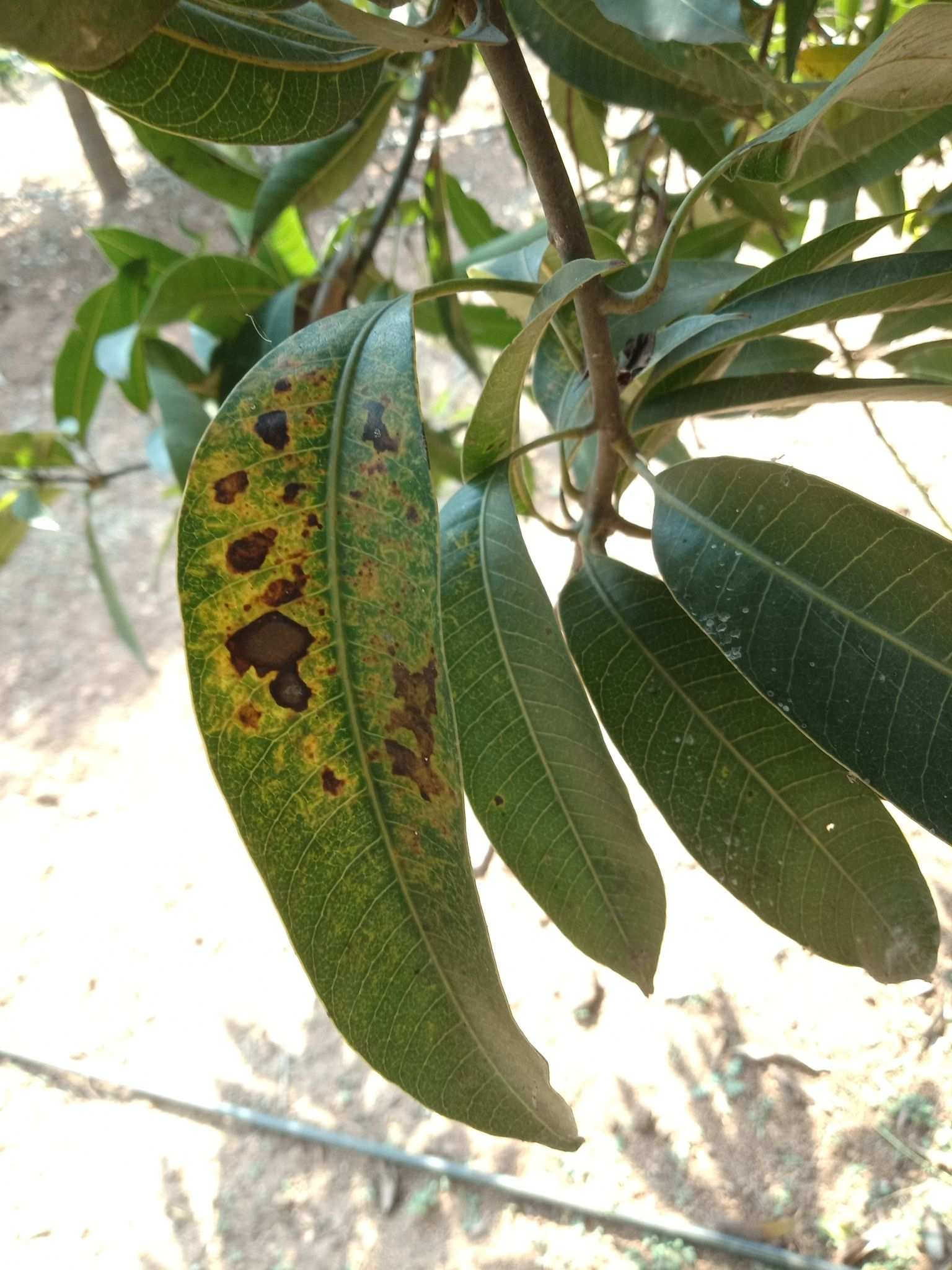 Didymella glomerata