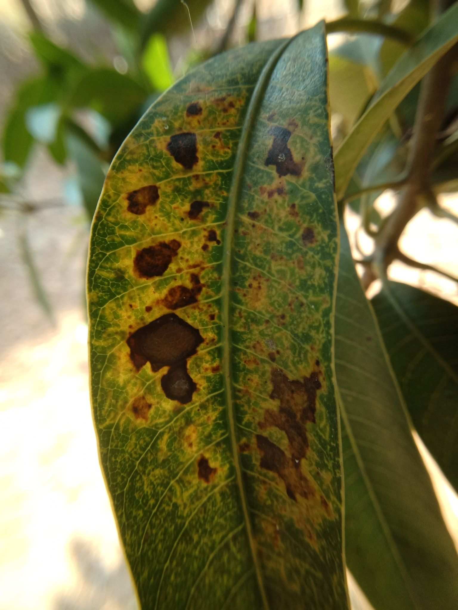 Didymella glomerata