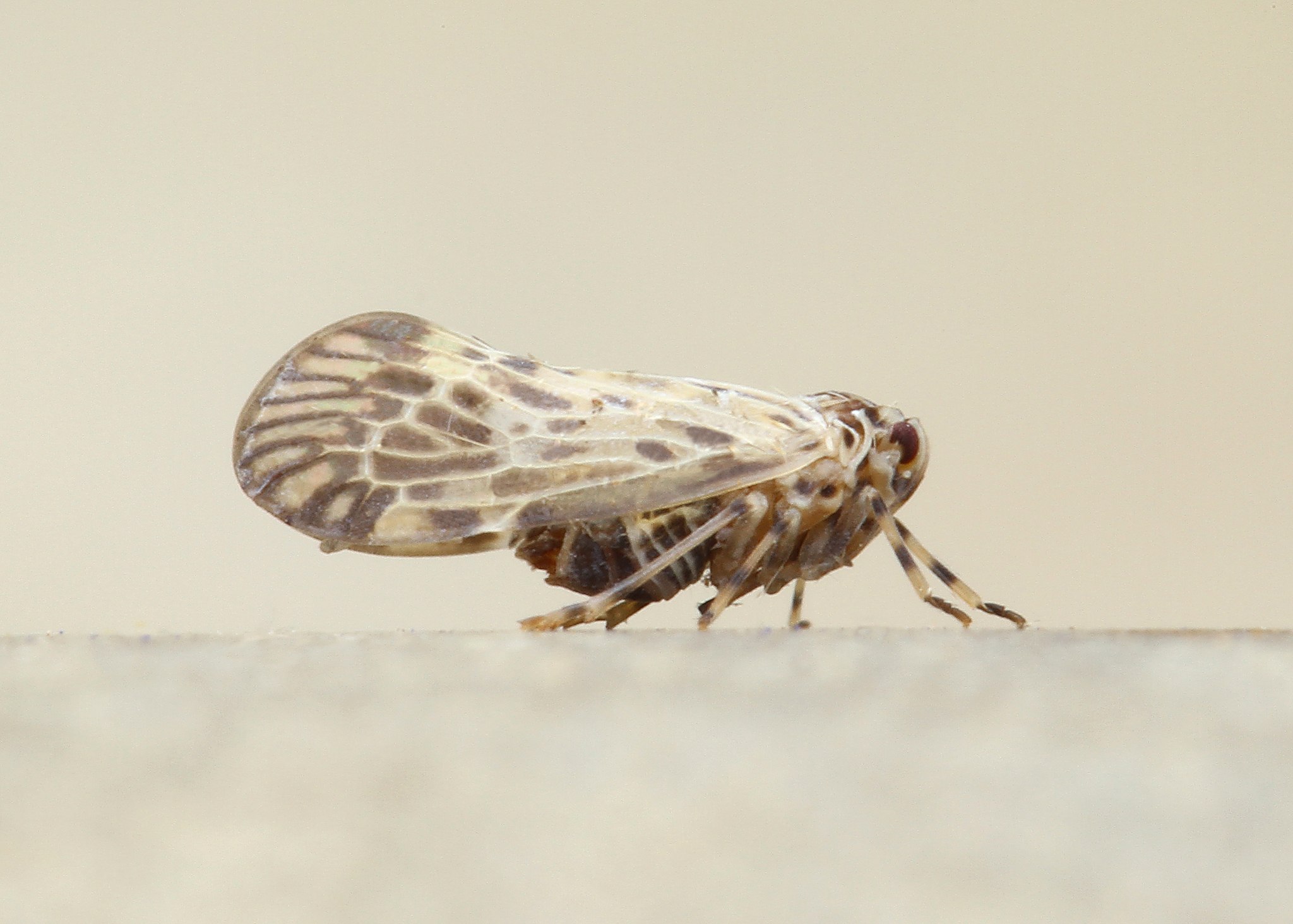 Cedusa