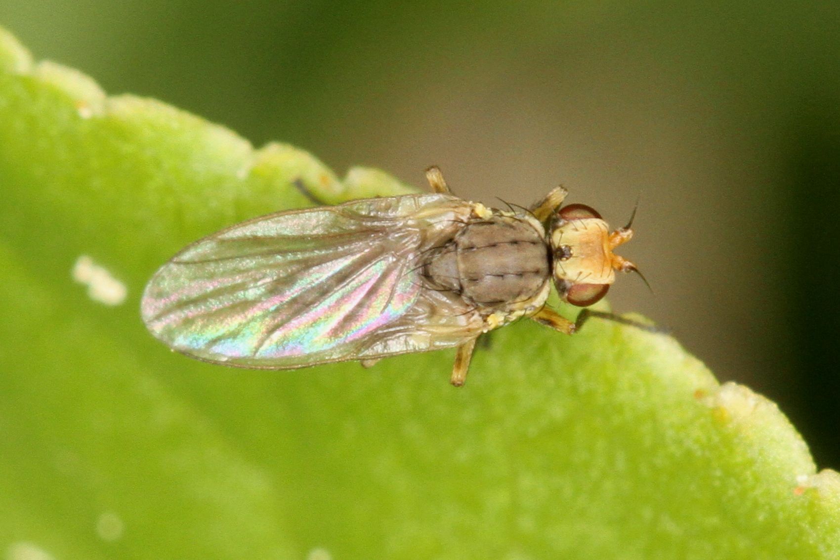 Phytomyza rufipes