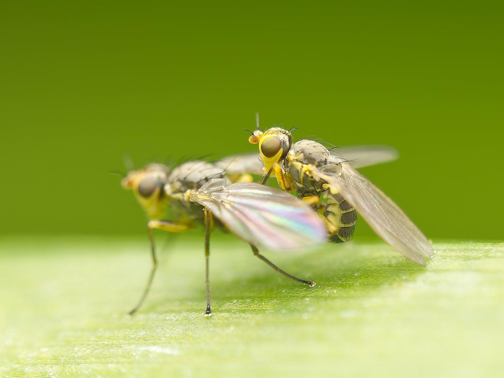 Phytomyza rufipes