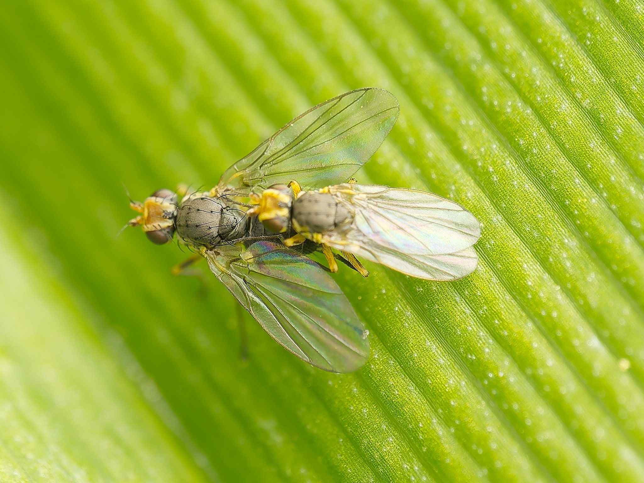 Phytomyza rufipes