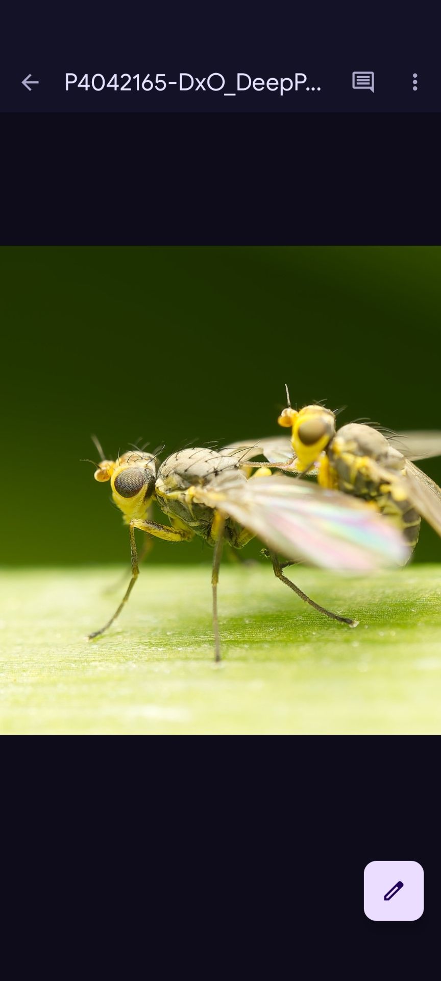 Phytomyza rufipes