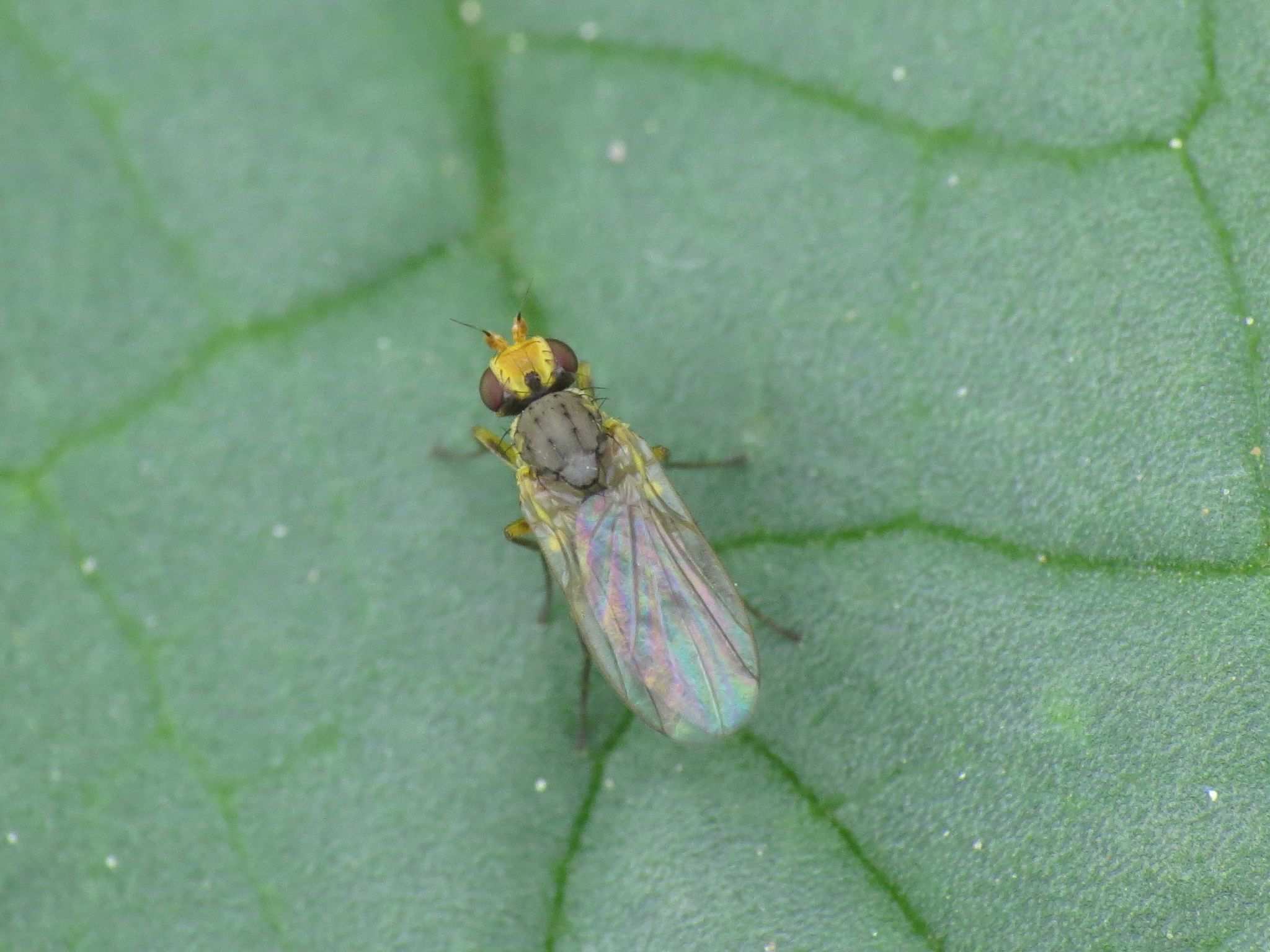 Phytomyza rufipes