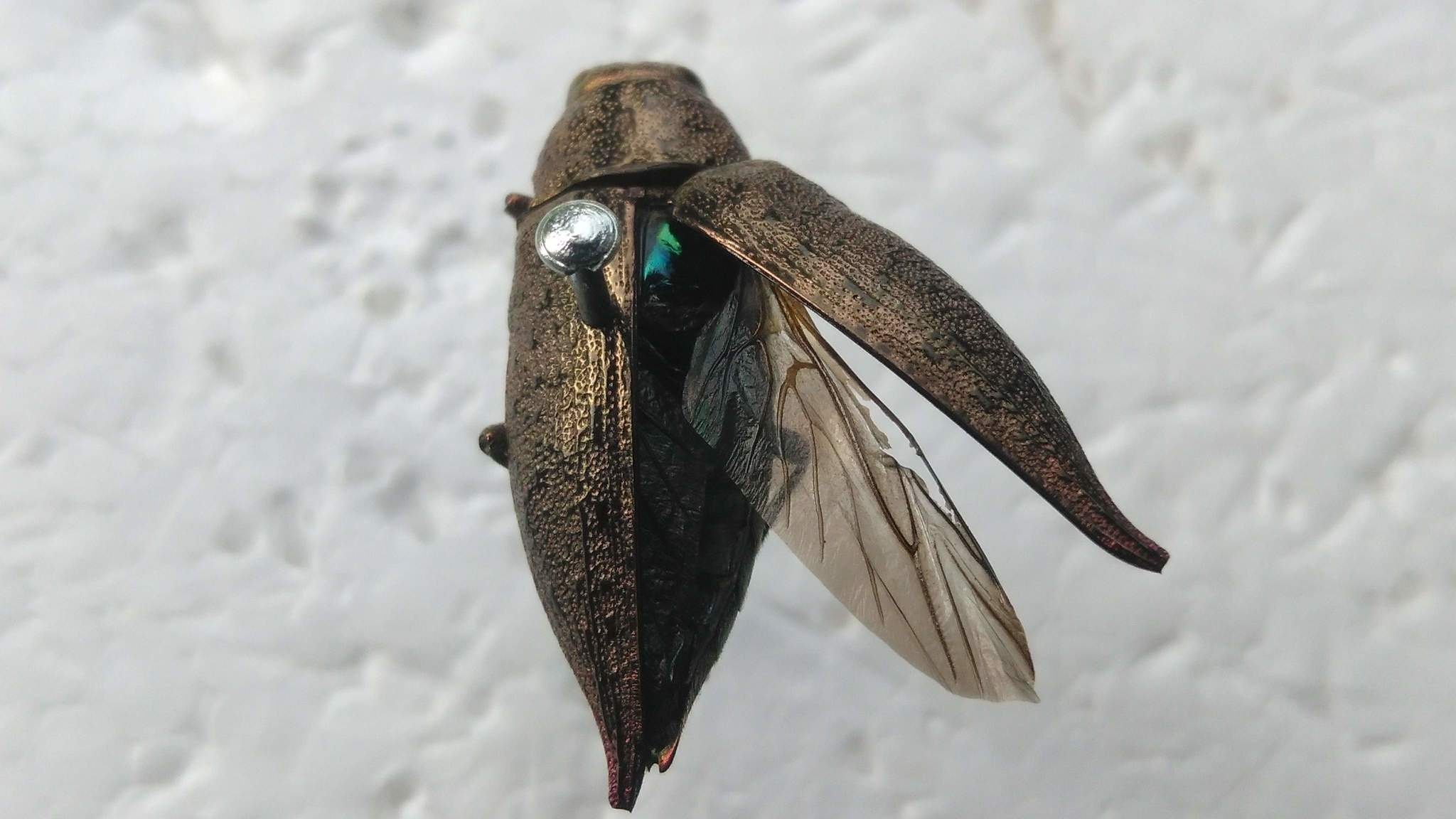 Dicerca