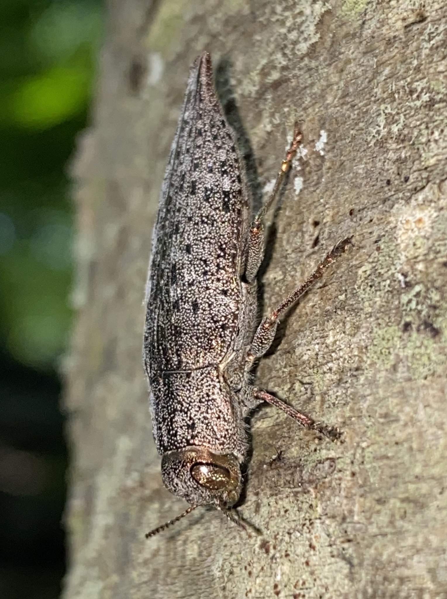 Dicerca