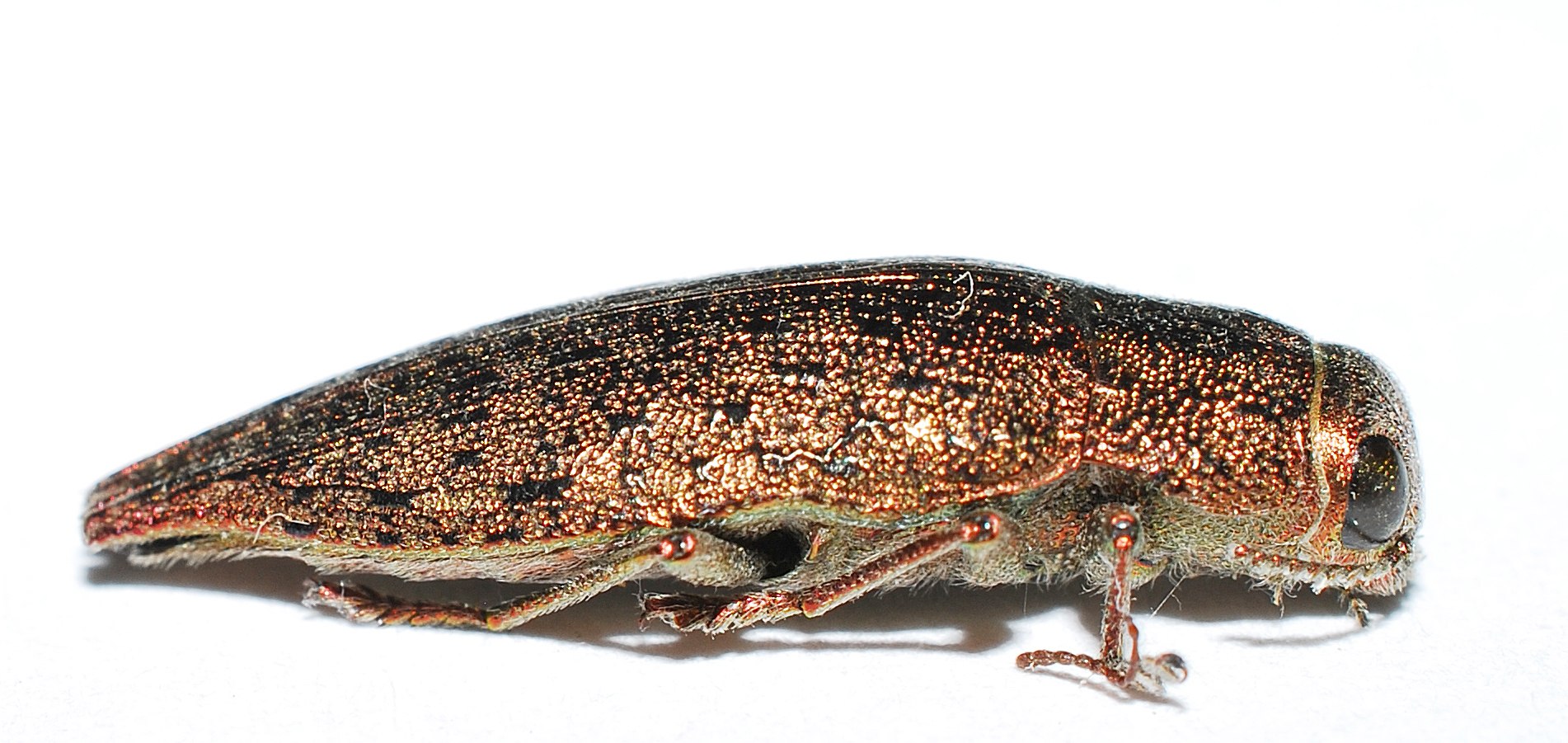Dicerca