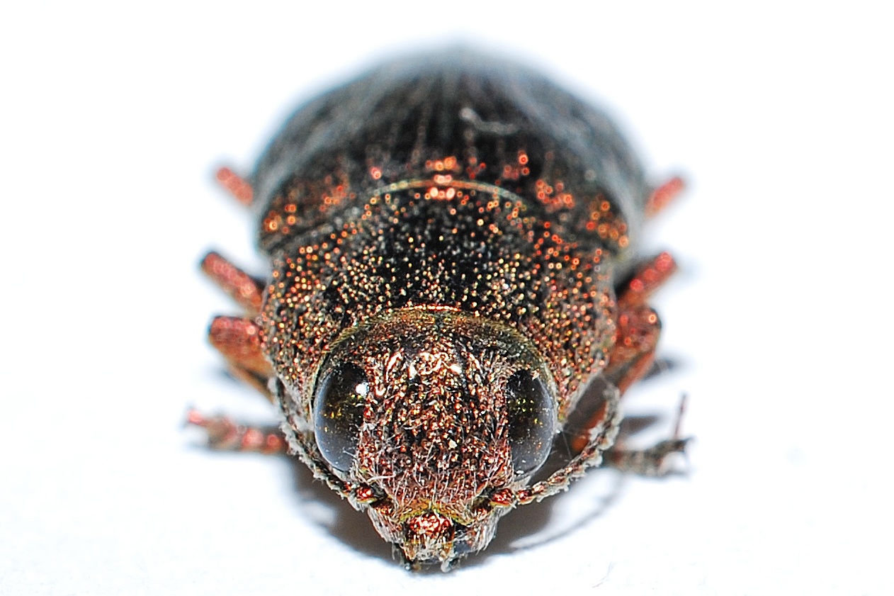 Dicerca