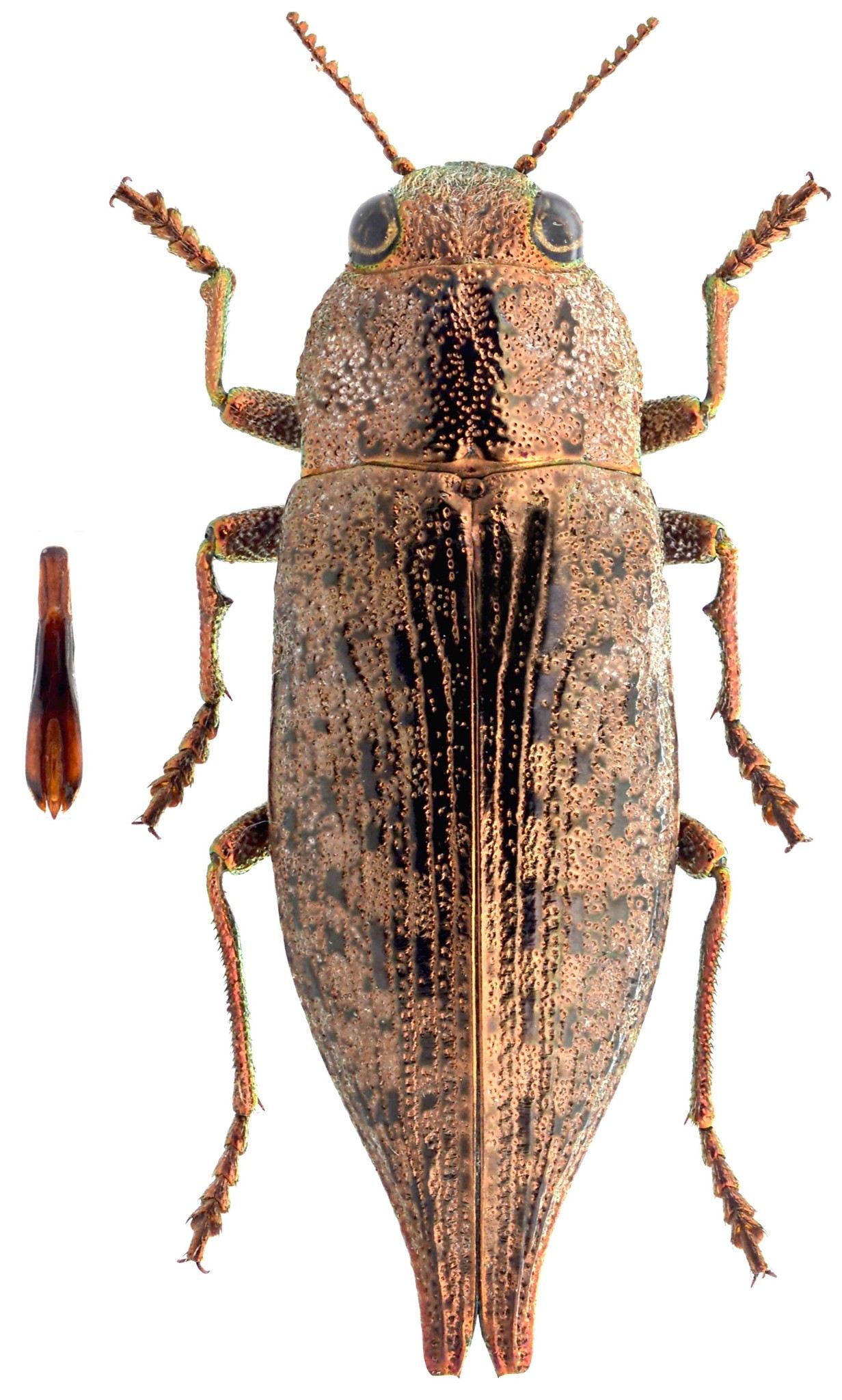 Dicerca