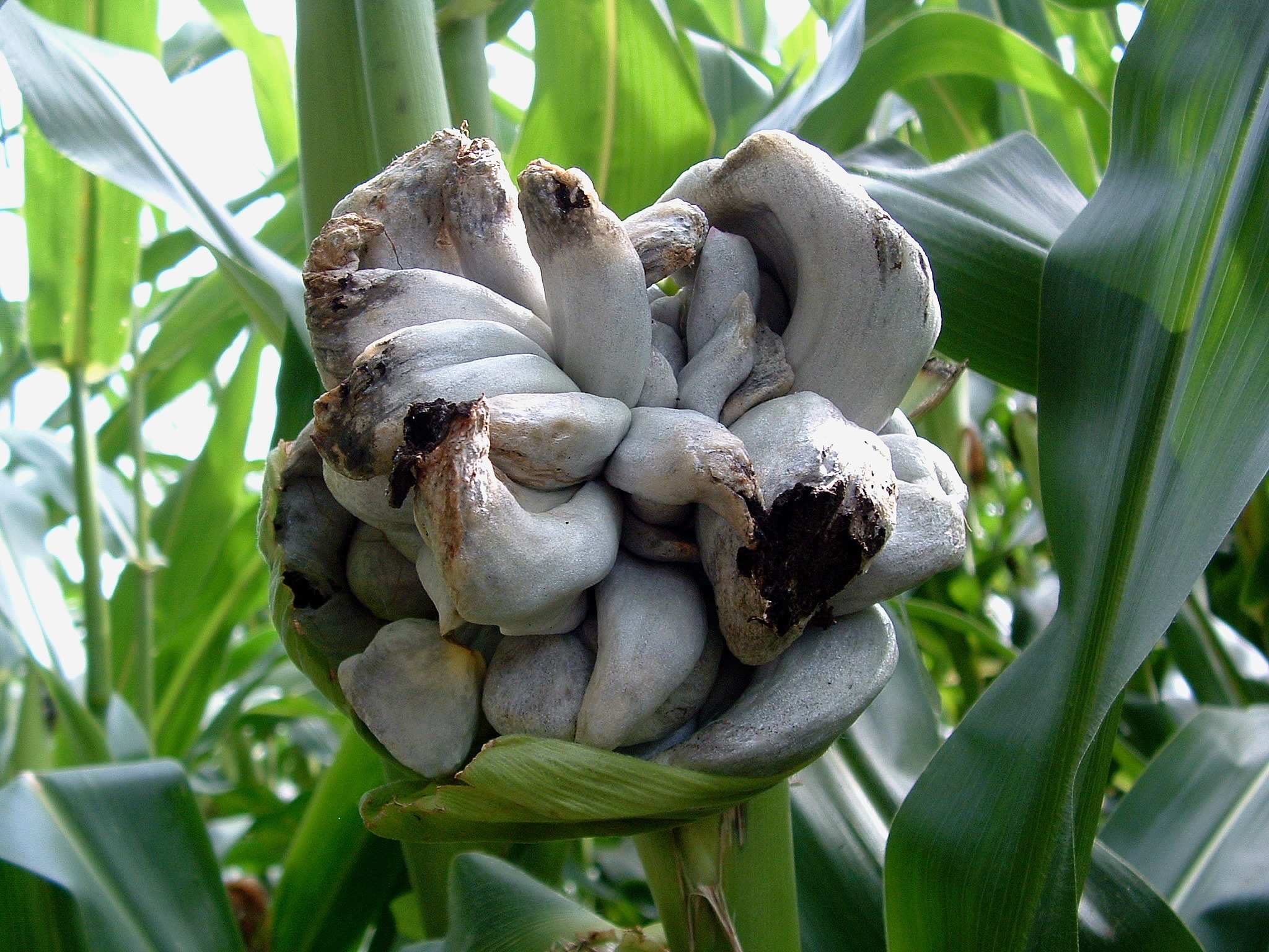 Mycosarcoma maydis
