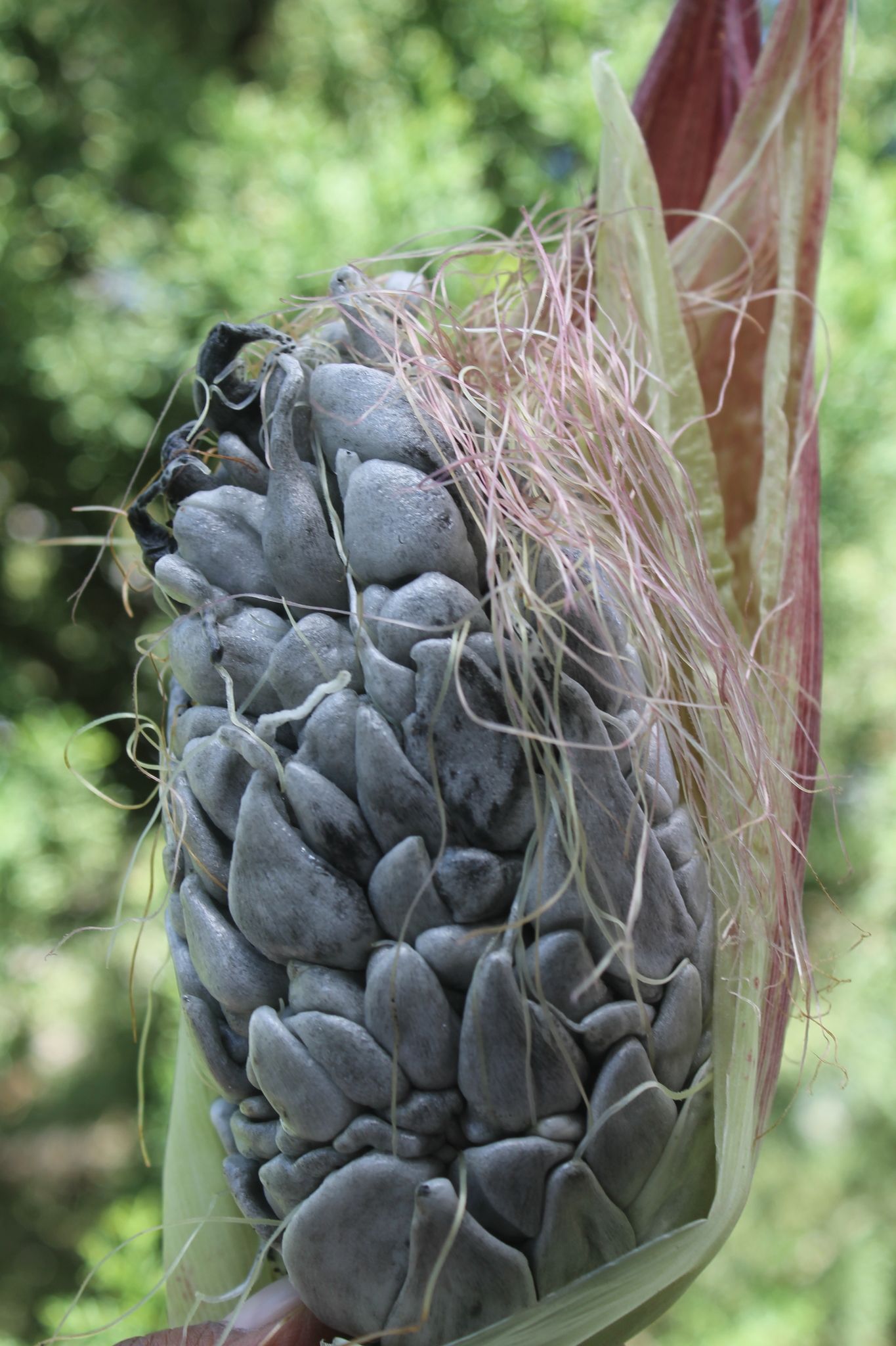 Mycosarcoma maydis