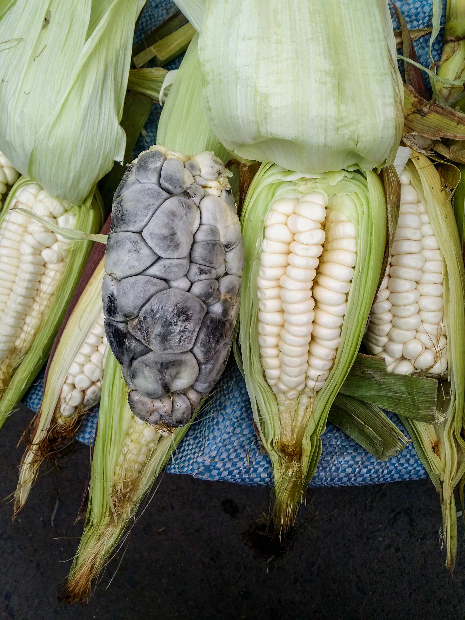 Mycosarcoma maydis
