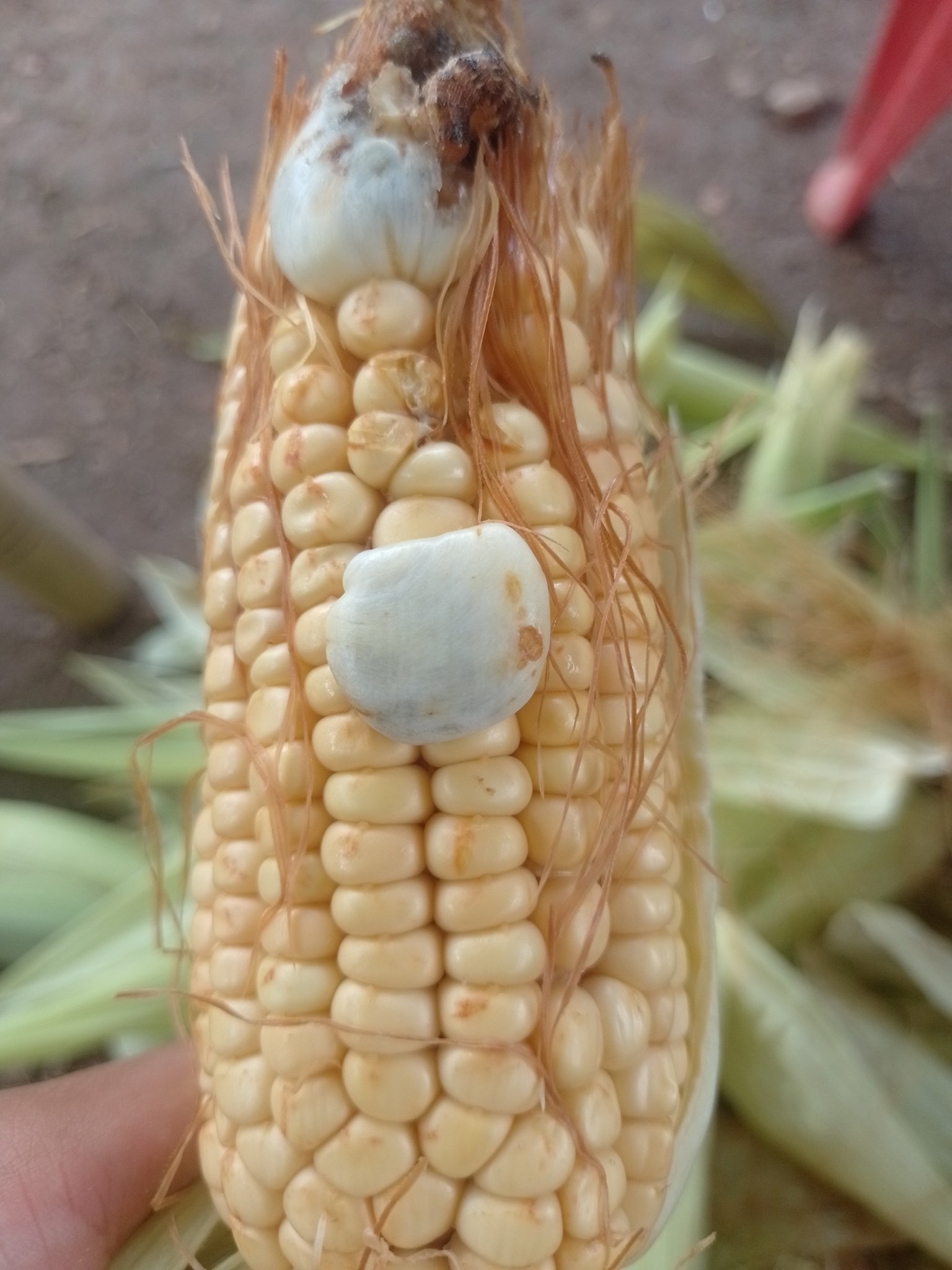 Mycosarcoma maydis