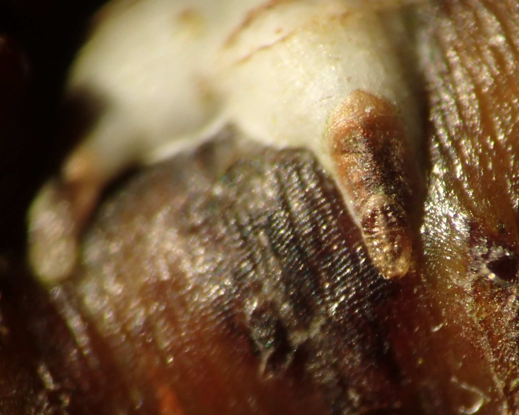 Chionaspis salicis