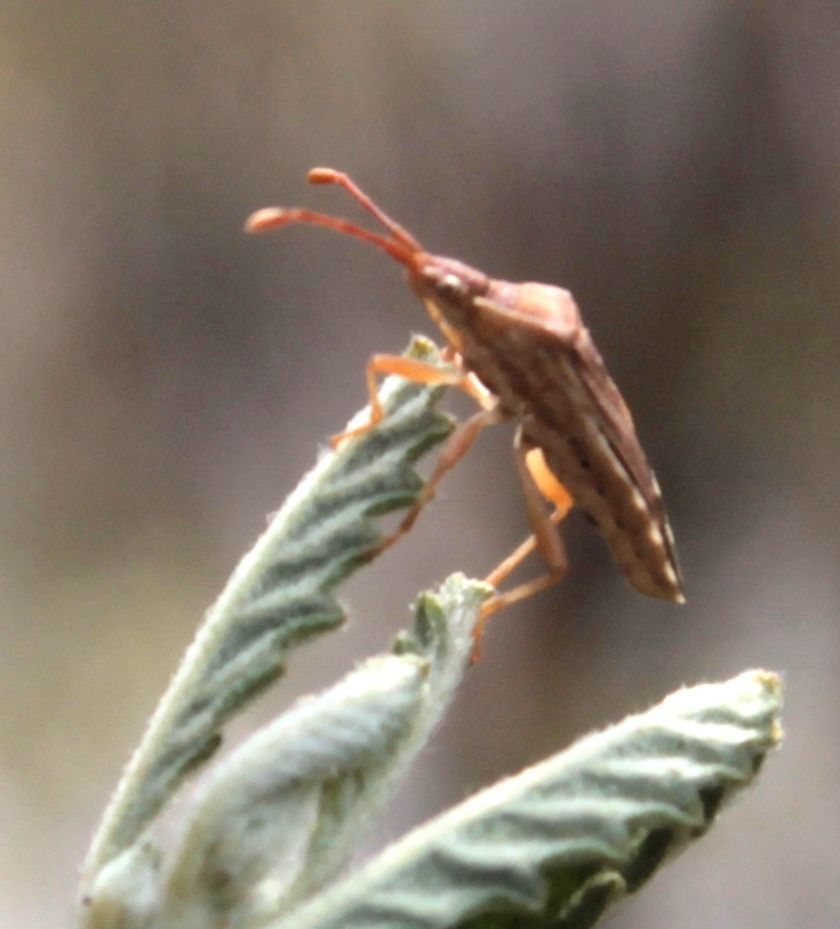 Nirovecus