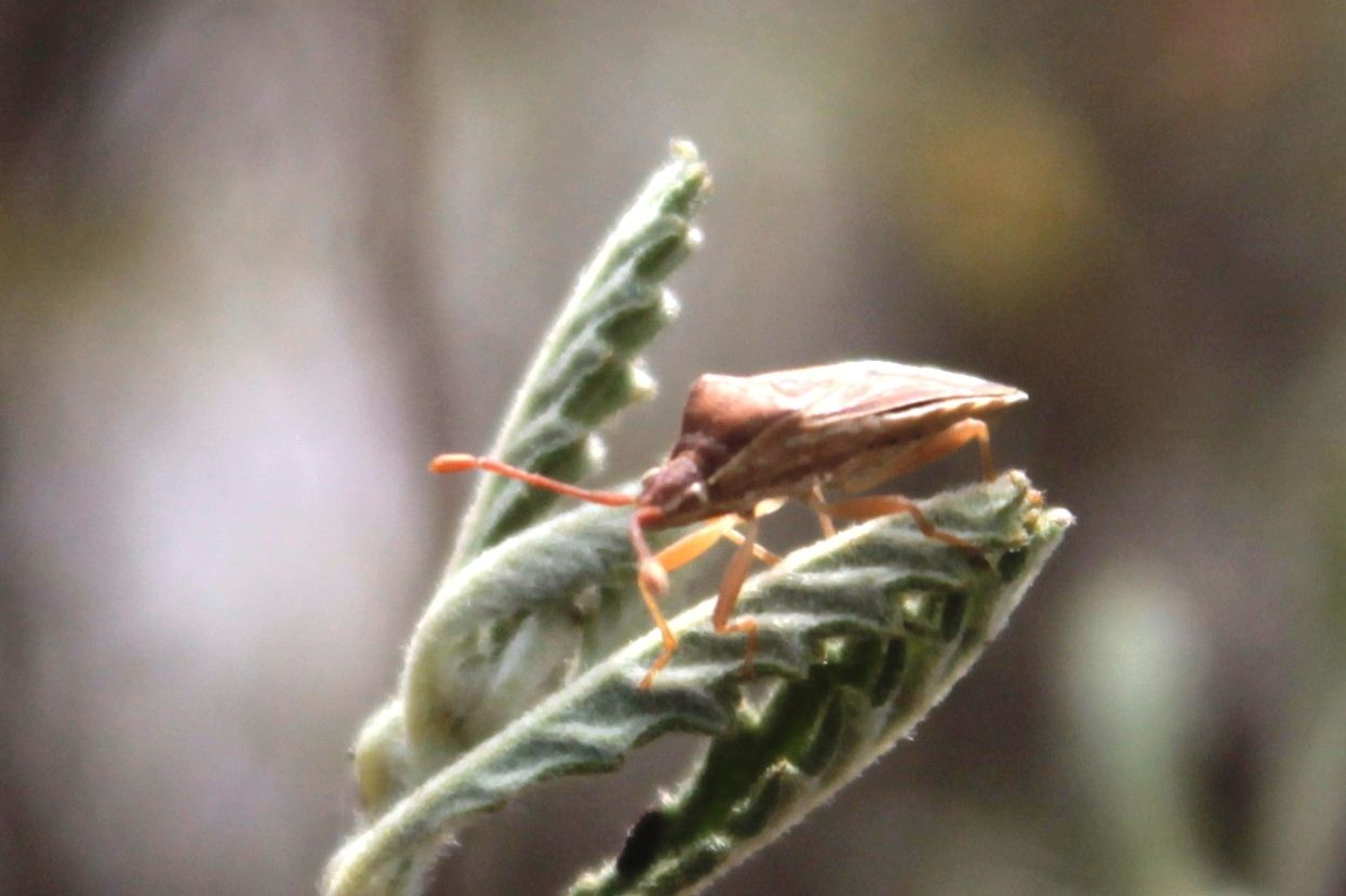 Nirovecus