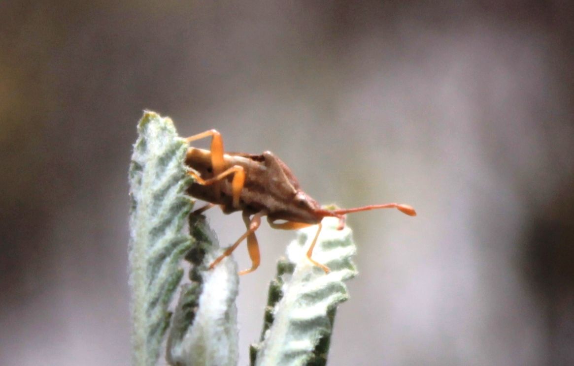 Nirovecus