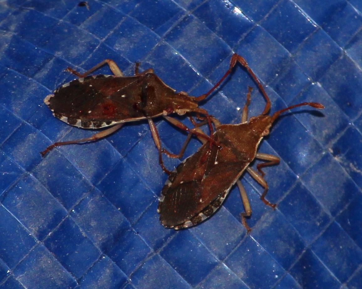 Nirovecus