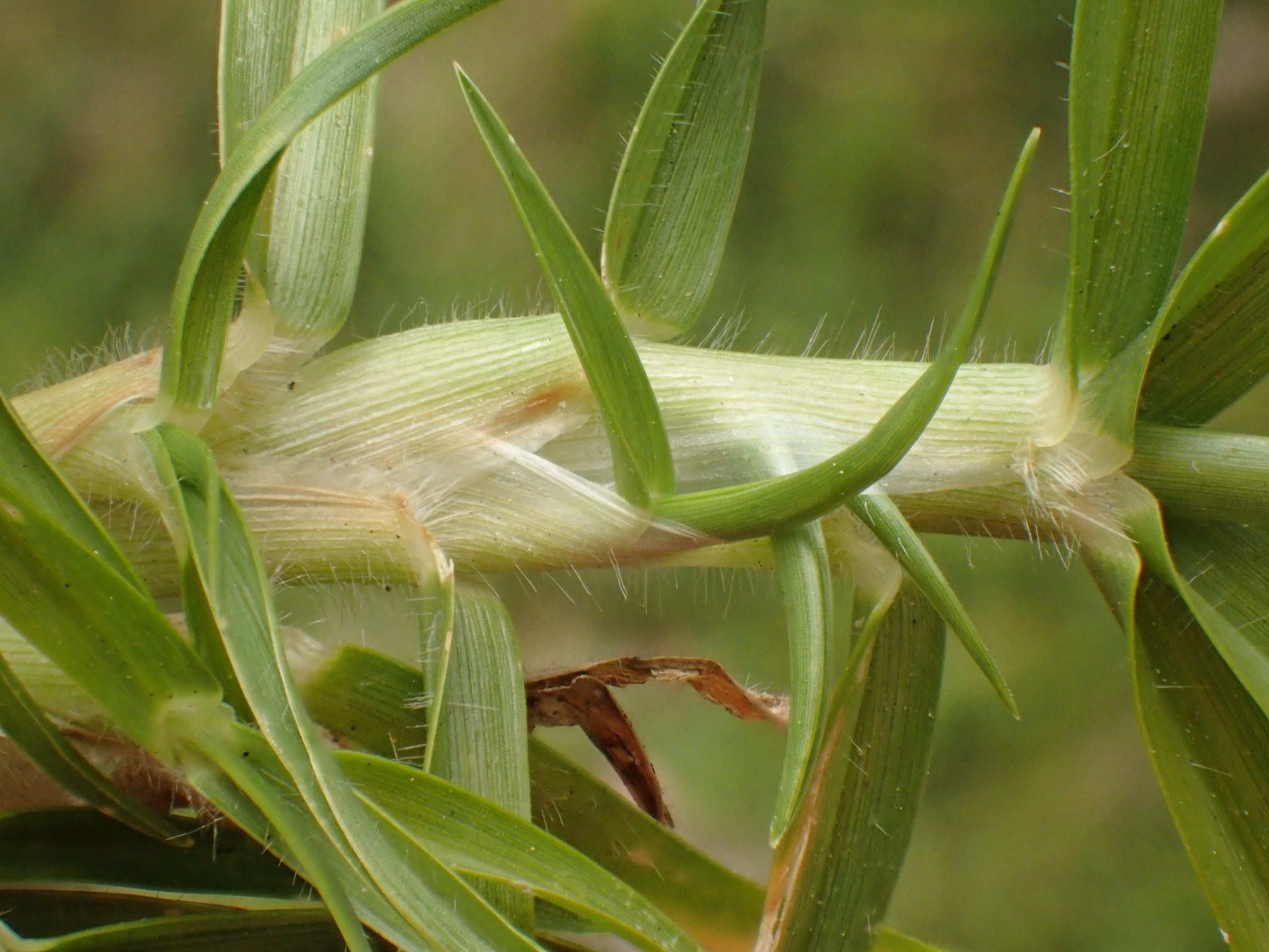 Cenchrus clandestinus