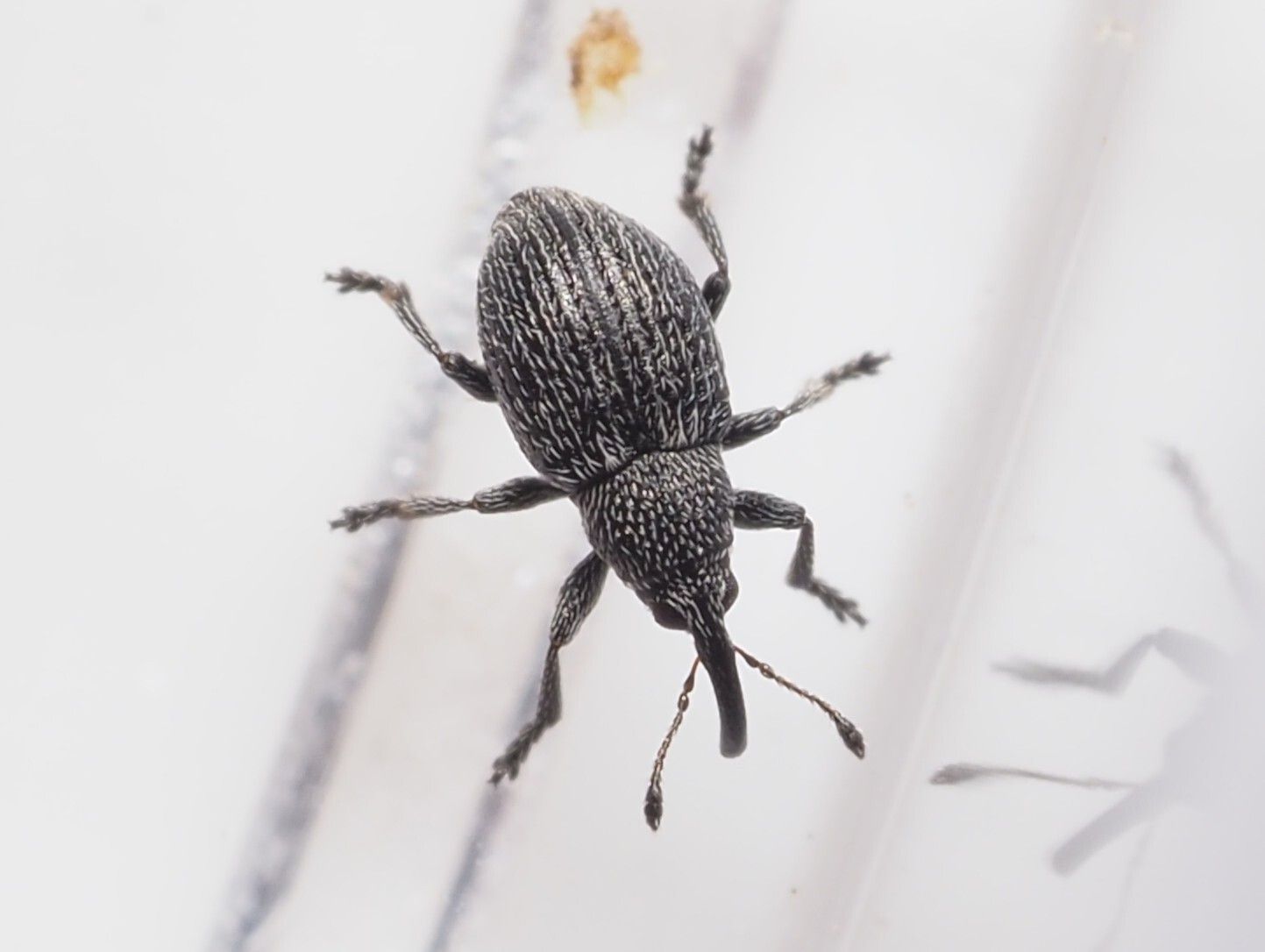 Squamapion