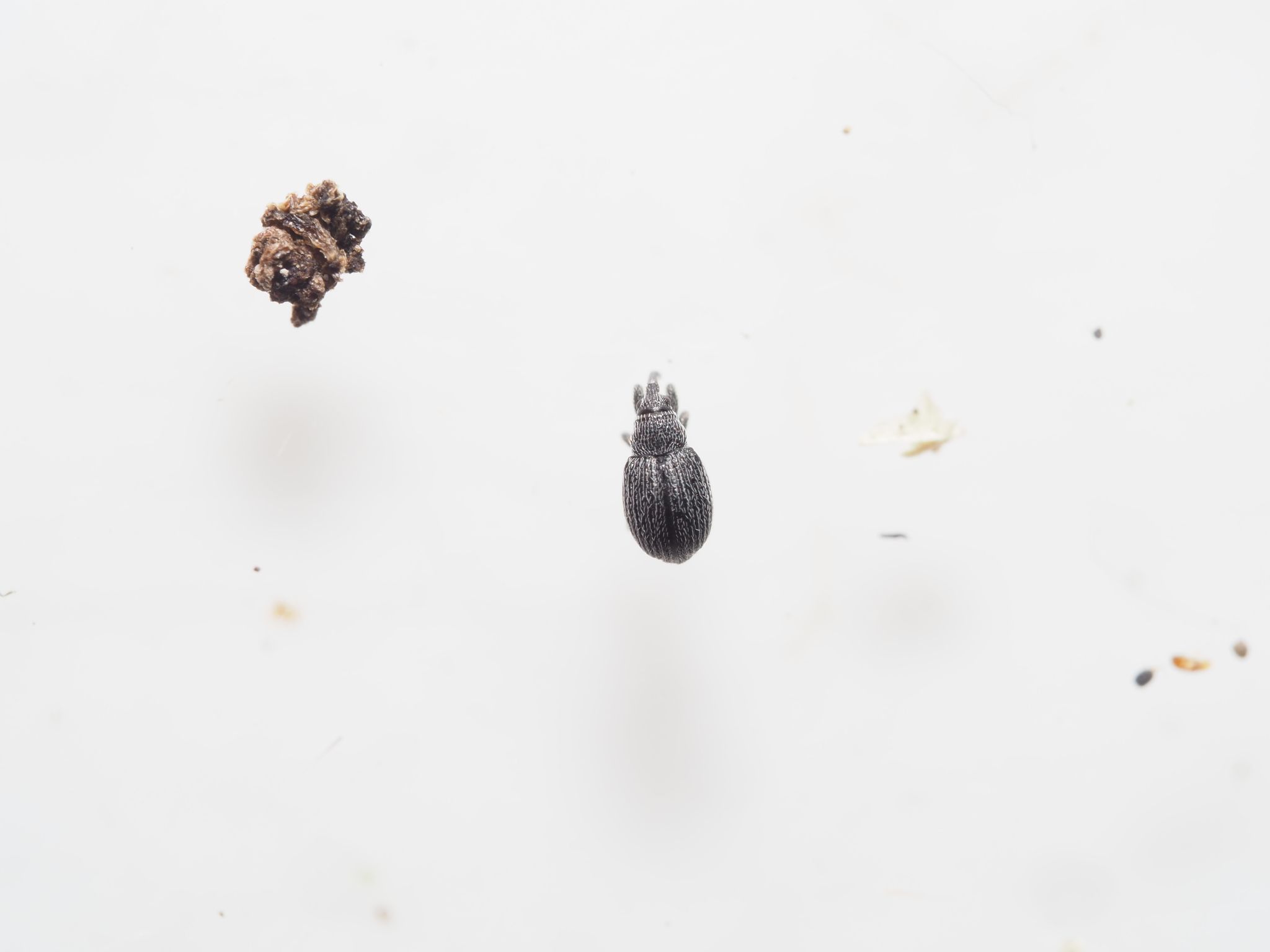Squamapion