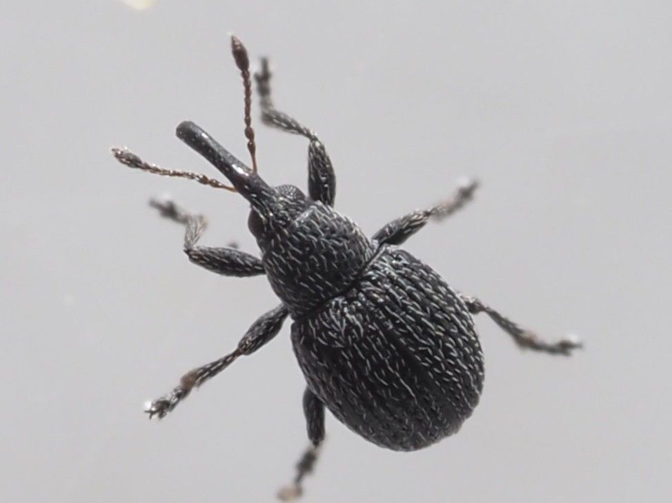 Squamapion