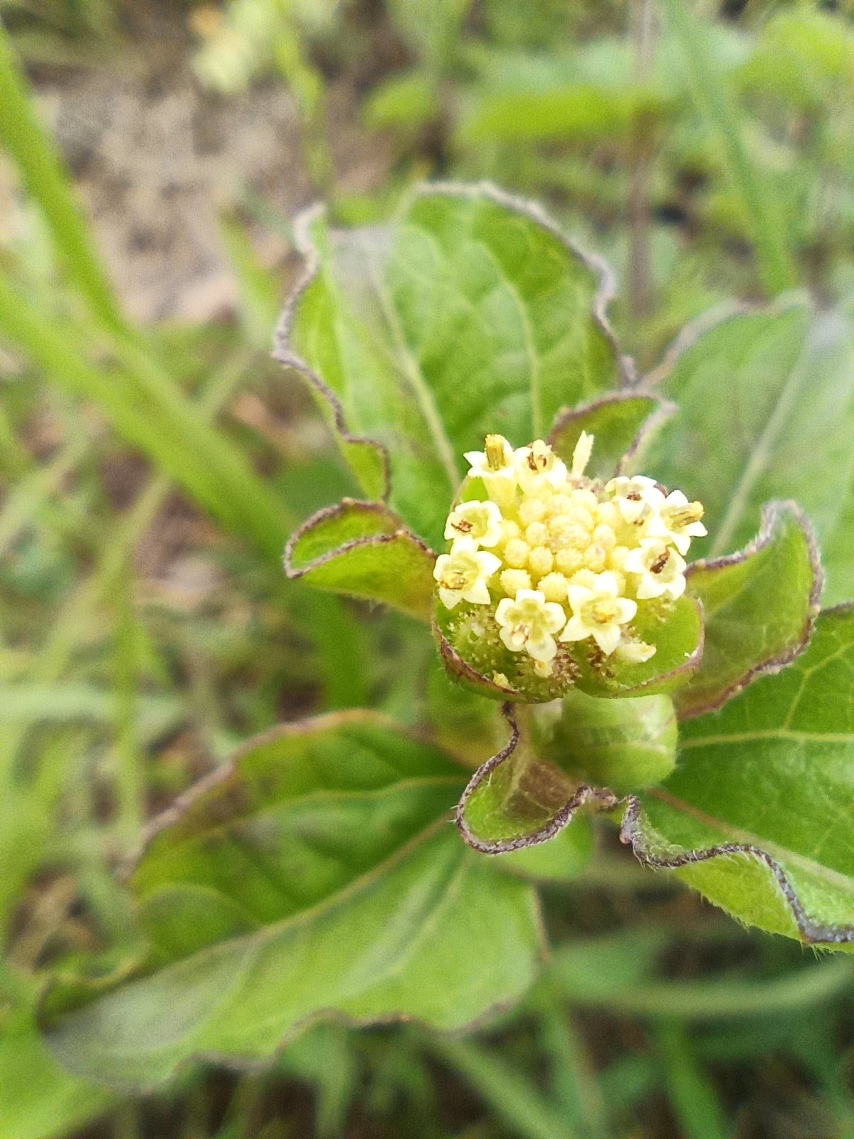 Acanthospermum australe