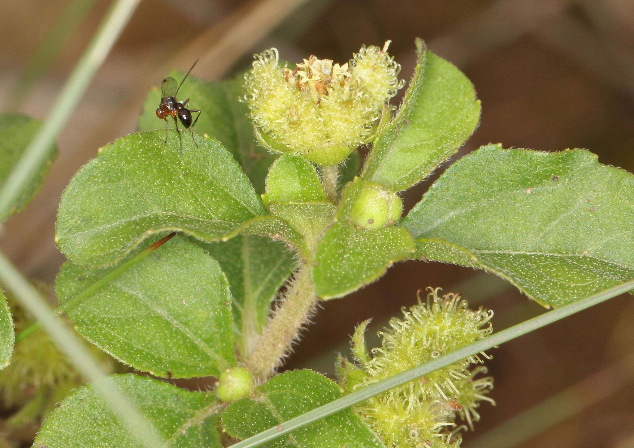 Acanthospermum australe