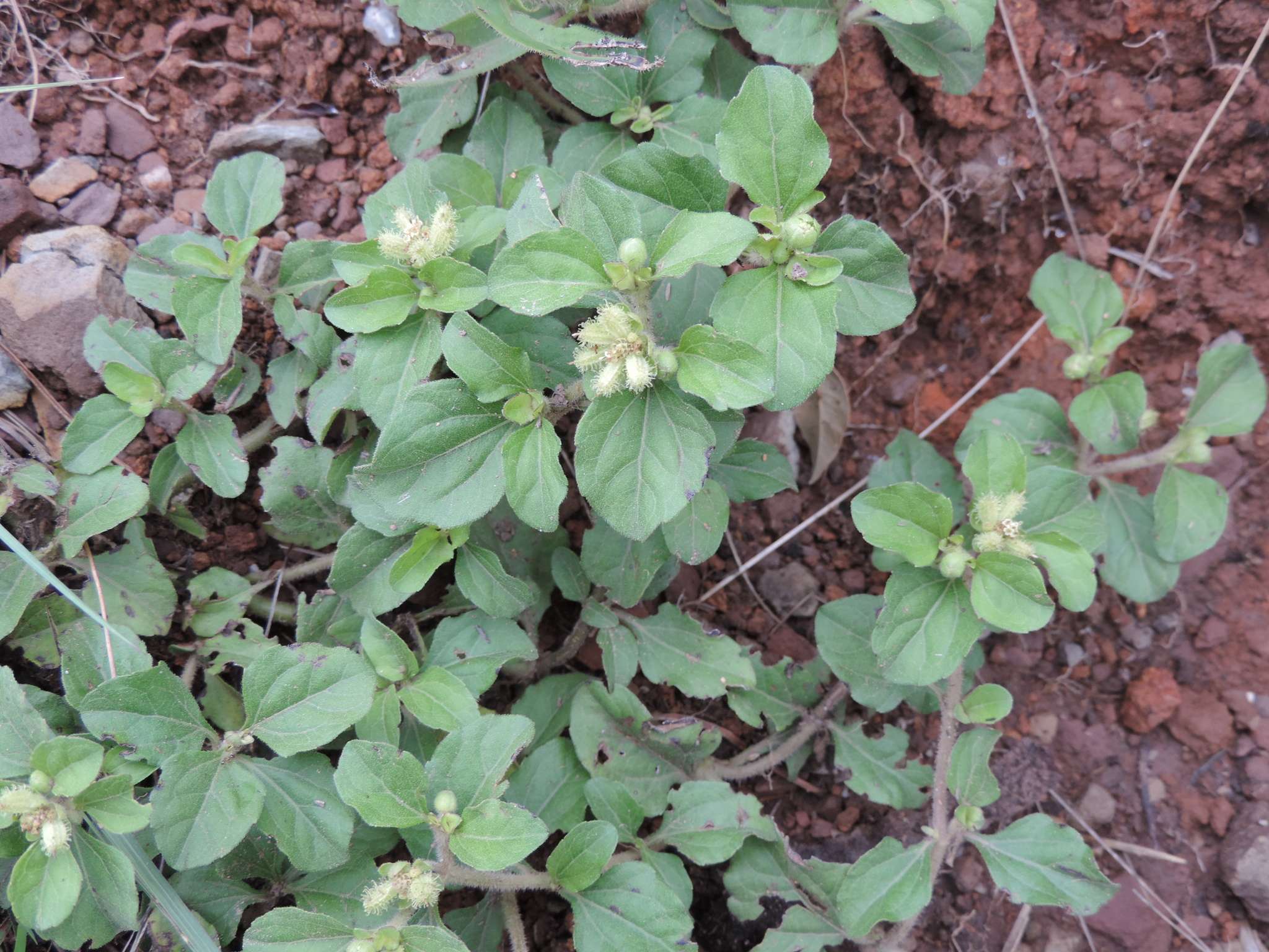 Acanthospermum australe