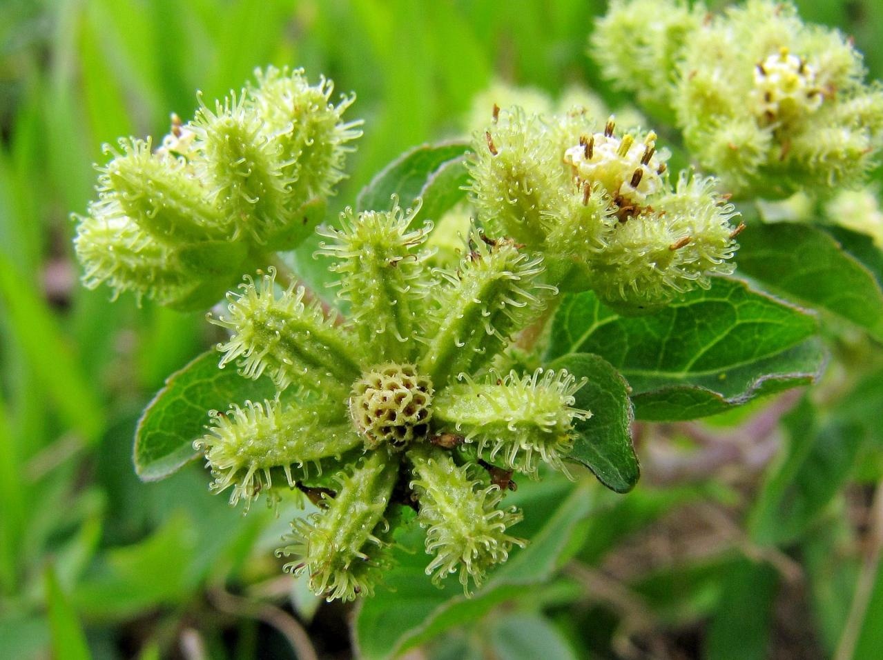 Acanthospermum australe