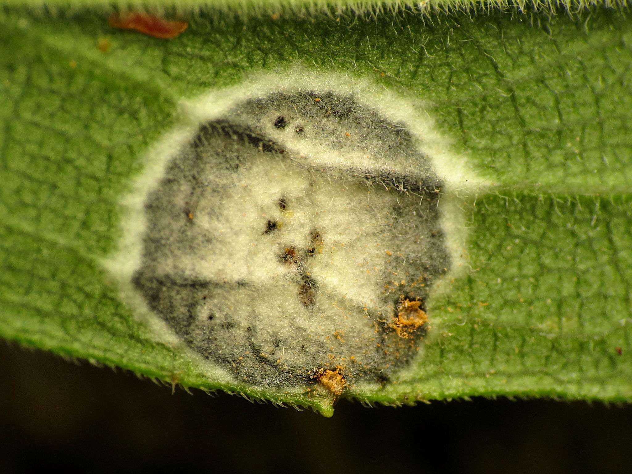 Botryosphaeria dothidea