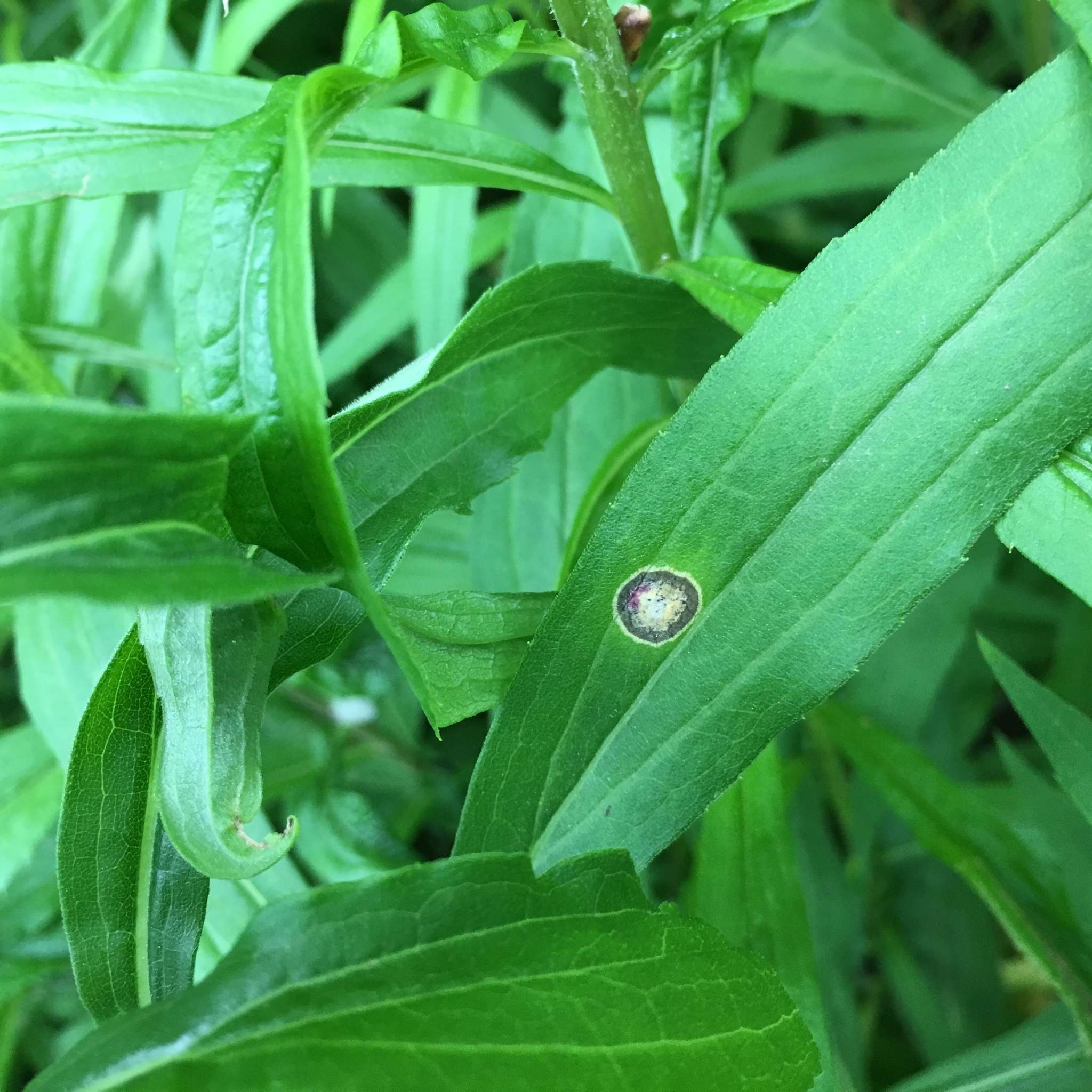 Botryosphaeria dothidea