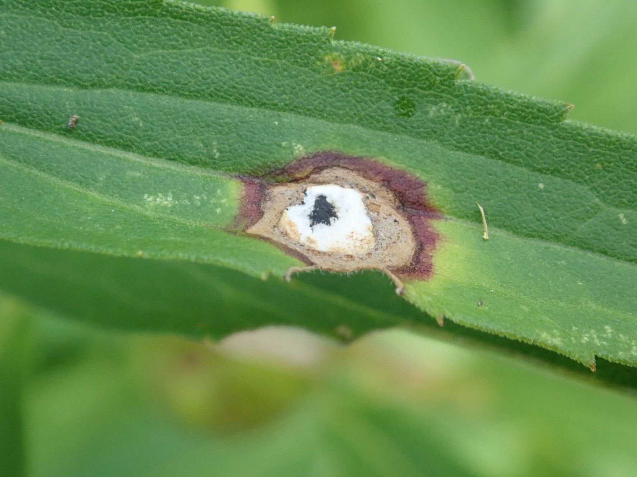 Botryosphaeria dothidea