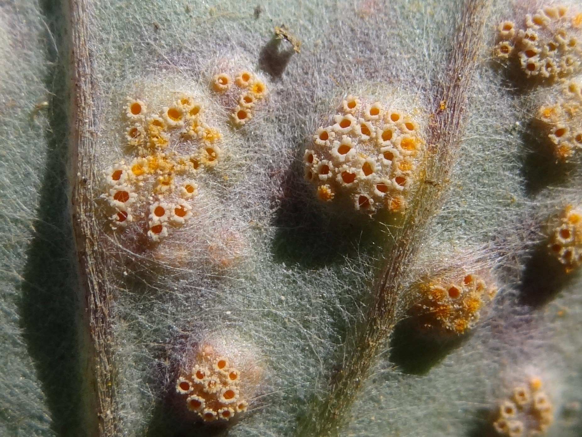 Puccinia poarum